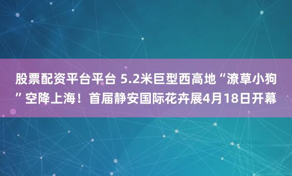 股票配资平台平台 5.2米巨型西高地“潦草小狗”空降上海！首届静安国际花卉展4月18日开幕